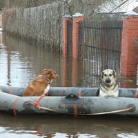 Daugavpils novadā no plūdu zonas izglābti trīs suņi