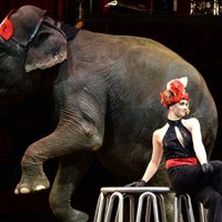 Активисты призывают убрать животных из Рижского цирка