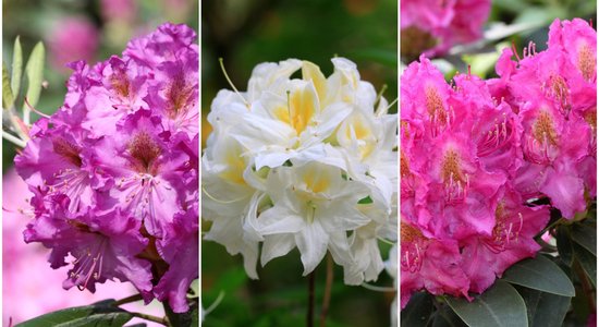 Foto: Audzētavā 'Babīte' radītas sešas jaunas rododendru šķirnes