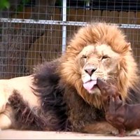 Interneta hits: Lauvas un taksīša draudzība