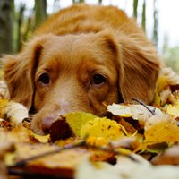 Rudens skumjas? Speciālistu padomi, kā tās apiet