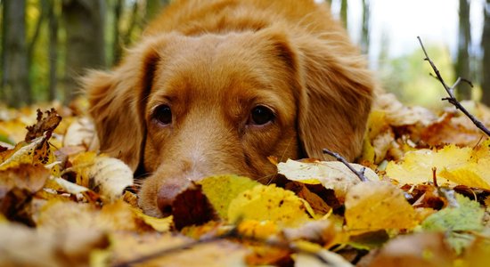 Rudens skumjas? Speciālistu padomi, kā tās apiet