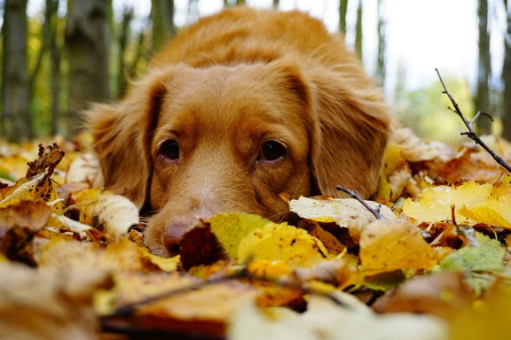 Rudens skumjas? Speciālistu padomi, kā tās apiet