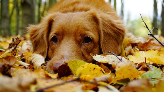 suns, rudens, bēdas