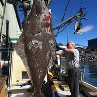 Около Аляски рыбаки выловили 180-килограммового палтуса