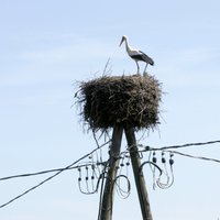 'Sadales tīkls' sadarbosies ar Latvijas Ornitoloģijas biedrību balto stārķu aizsardzībā