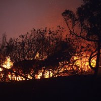 Austrālijas dienvidaustrumos plosās mežu ugunsgrēki