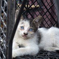 PVD no dzīvokļa Purvciemā izņem 32 kaķus, kas turēti nepiemērotos apstākļos