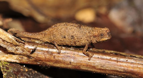 Sēklas lielumā – Madagarskarā atrasts pasaulē mazākais rāpulis