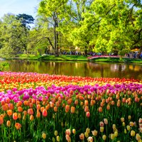 Ieplāno šopavasar braucienu uz pasaules krāšņāko dārzu Nīderlandē un 70. ziedu parādi