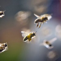 Sievieti pamatīgi sadzeļ bites