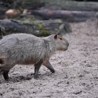 Diena būs mākoņaina, lielākoties nokrišņi nav gaidāmi