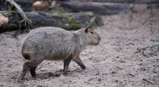 Diena būs mākoņaina, lielākoties nokrišņi nav gaidāmi