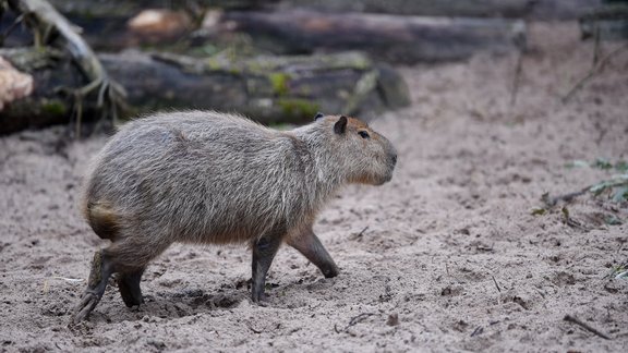 Diena būs mākoņaina, lielākoties nokrišņi nav gaidāmi