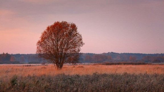 Rudens, salna, novembris, oktobris