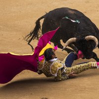 В Мадриде впервые за 35 лет отменили корриду: быки победили