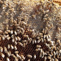 Foto: Uz 'Stockmann' jumta dzīvos septiņas bišu saimes