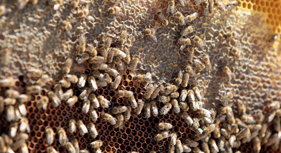 Dzirnavu ielu Rīgā 'iekaro' simtiem bišu