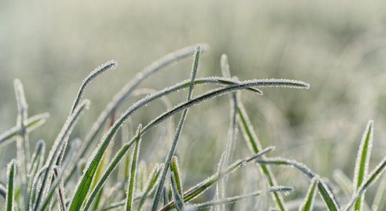 Padomi, kā pasargāt dārzu no maija salnām