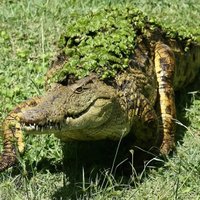 ASV aligators nokož pensionārei kāju