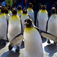 Video: Dānijas zoodārza darbinieks 'dzenas pa pēdām' izbēgušiem pingvīniem