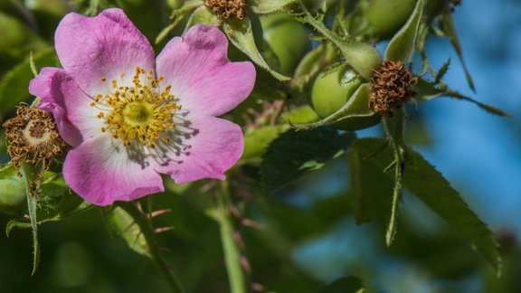 smaržlapu roze