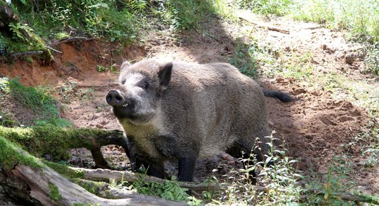 Līgatnes dabas takās varēs uzzināt, vai mīts par rukšu netīrību ir patiess