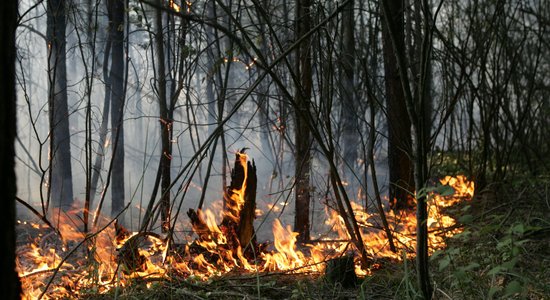 Talsu novadā pie Vandzenes deg mežs vairāk nekā četru hektāru platībā