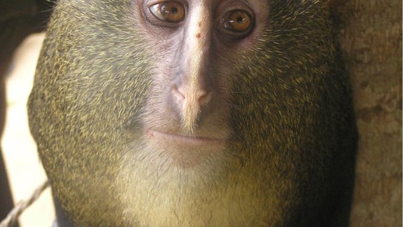 monkey lesula