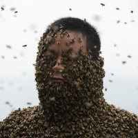 Ученые: пчелиный рой — это суперорганизм, работающий как мозг человека