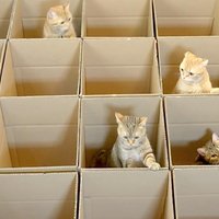 Video: Saimnieks uzbūvē saviem deviņiem kaķiem kastu paradīzi