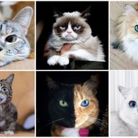 Miljonu uzmanības centrā: seši populārākie kaķi internetā