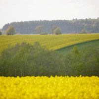 Latvijas zemnieki saņems par miljardu eiro vairāk, lēš EP deputāte