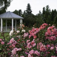 Foto: Nacionālajā botāniskajā dārzā pilnā sparā zied rozes un lilijas