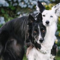 Foto: Envija un Zeins – divi mīlīgi sunīši, kuriem patīk apskauties