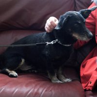 Talsu novadā pazudušais suns Čapītis. Stāsts ar negaidīti laimīgām beigām