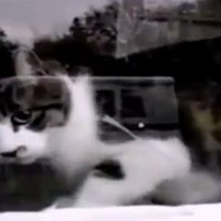 Интернет-хит: кот, ненавидящий почтальона (видео)