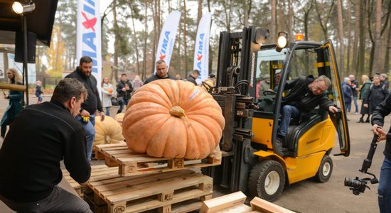 ФОТО. Самая крупная тыква в Латвии в этом году весит 330 килограмм