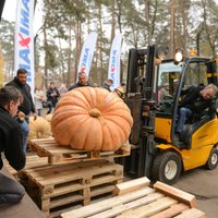 ФОТО. Самая крупная тыква в Латвии в этом году весит 330 килограмм