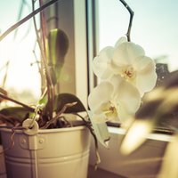 Kā izdabāt orhidejai ziedēšanas laikā