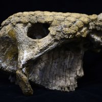 Kolumbijā atrasts astoņus metrus gara dinozaura skelets