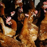 PVD предупреждает о вспышке птичьего гриппа на крупном птицекомплексе в Швеции