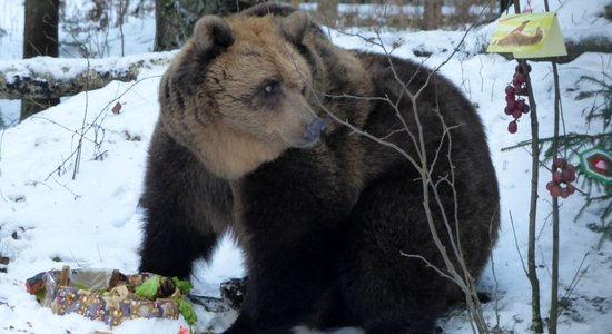 Līgatnes dabas taku lācenei Ilzītei – 20