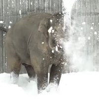 Video: Polārlācene Nora, zilonēns Samudra un citi Oregonas zoo zvēri sajūsminās par sniegu