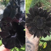 Tetovētāja no ASV iekopj dārzu gotu stilā – ziedi un augi tikai melnā krāsā
