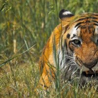 В Британии тигр загрыз сотрудницу зоопарка