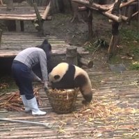 Video: Pandu lācēns ielien grozā un apgāžas