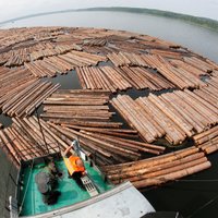 Foto: Plostnieki pa Sibīrijas upēm pludina baļķus