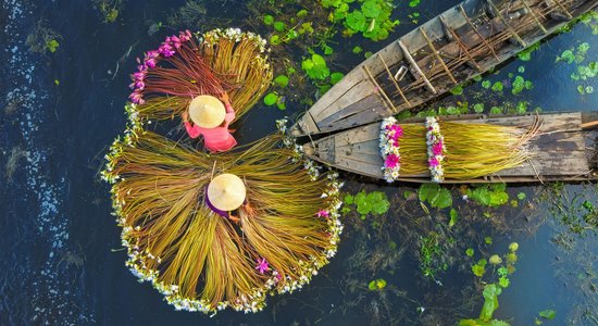 Dienas ceļojumu foto: Vjetnamiešu zemnieki novāc ūdensrožu ražu