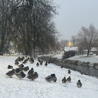 Foto: Latgali pārklājusi balta sniega kārta